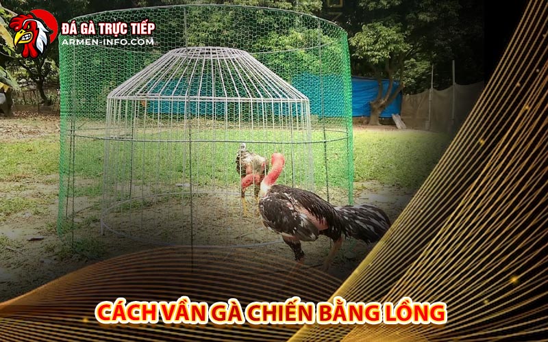 Cách Vần Gà Chiến Bằng Lồng