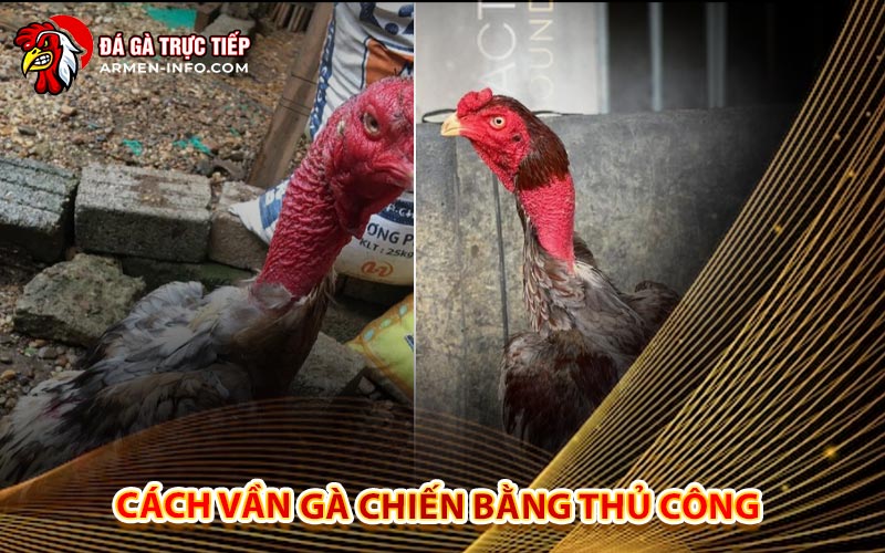 Cách Vần Gà Chiến Bằng Thủ Công
