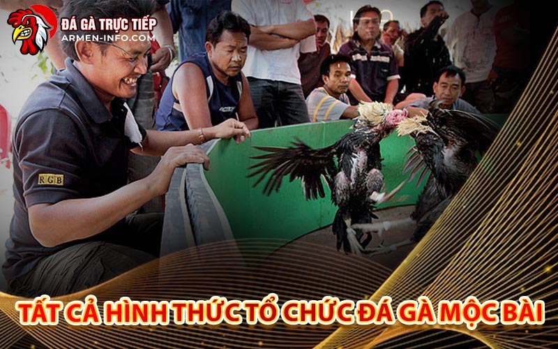 Tất Cả Hình Thức Tổ Chức Đá Gà Mộc Bài