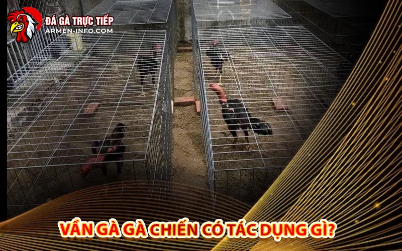 Vần Gà Gà Chiến Có Tác Dụng Gì?